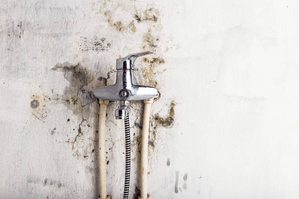 Best Local Mold Removal Service  in Lordship, CT