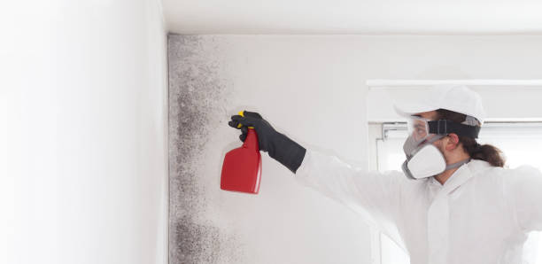Best Residential Mold Removal  in Lordship, CT